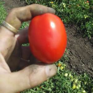 Інкріз F1 - томат детермінантний, 1 000 насінь, Esasem Італія фото, цiна